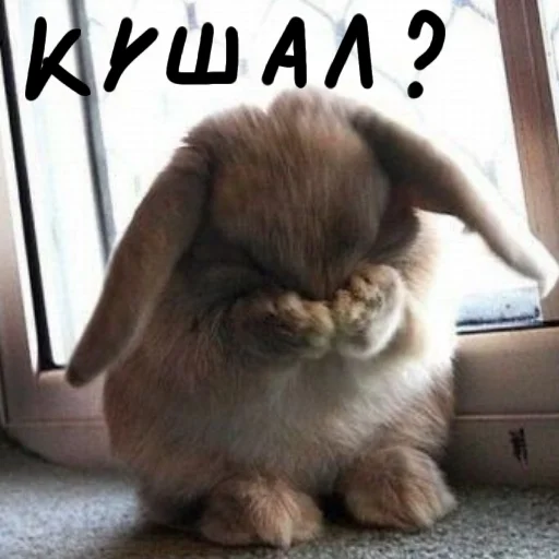 🐰 Стикер «Зайчики на все случаи жизни» для Telegram