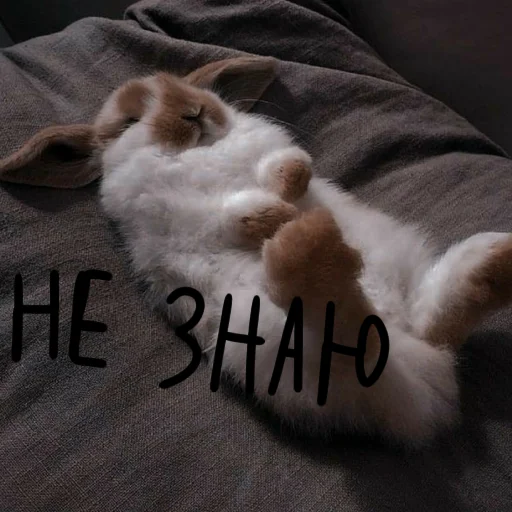 🐰 Стикер «Зайчики на все случаи жизни» для Telegram