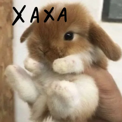 🐰 Стикер «Зайчики на все случаи жизни» для Telegram
