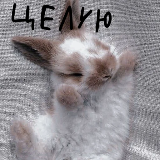 🐰 Стикер «Зайчики на все случаи жизни» для Telegram