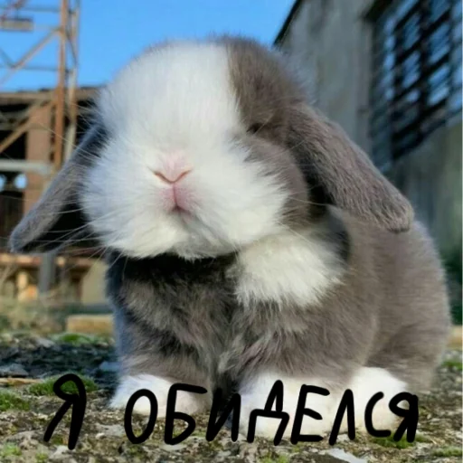 🐰 Стикер «Зайчики на все случаи жизни» для Telegram