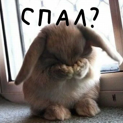 🐰 Стикер «Зайчики на все случаи жизни» для Telegram
