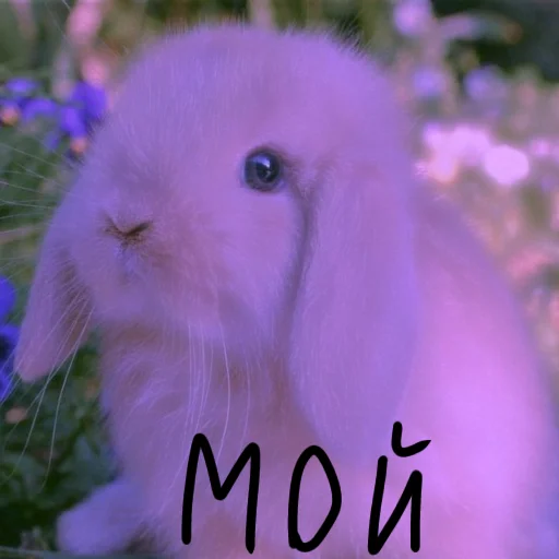 🐰 Стикер «Зайчики на все случаи жизни» для Telegram