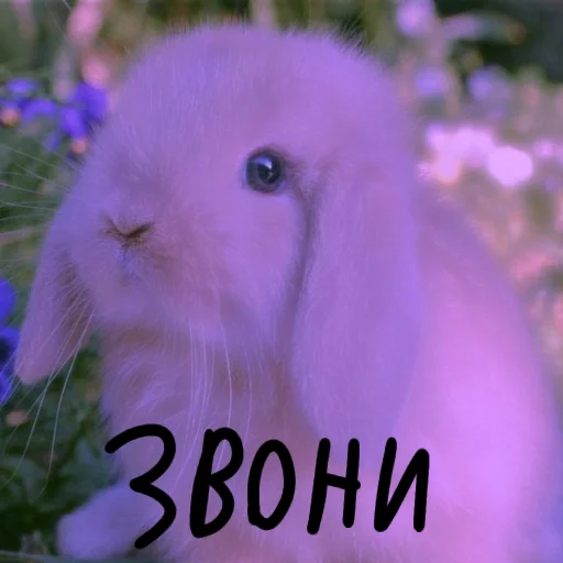 🐰 Стикер «Зайчики на все случаи жизни» для Telegram