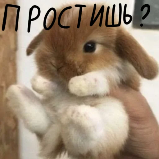 🐰 Стикер «Зайчики на все случаи жизни» для Telegram