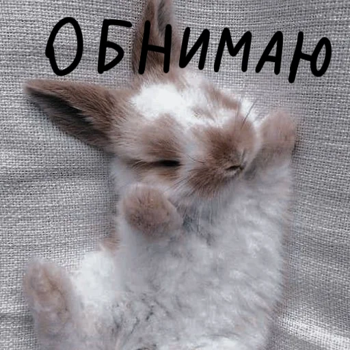 🐰 Стикер «Зайчики на все случаи жизни» для Telegram