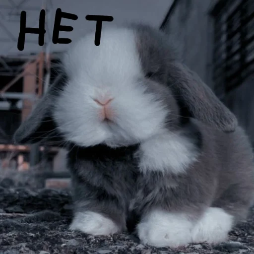 🐰 Стикер «Зайчики на все случаи жизни» для Telegram