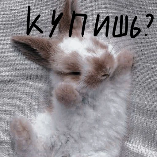 🐰 Стикер «Зайчики на все случаи жизни» для Telegram