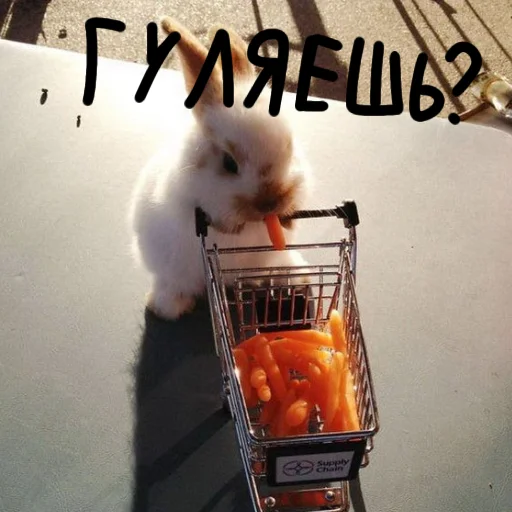 🐰 Стикер «Зайчики на все случаи жизни» для Telegram