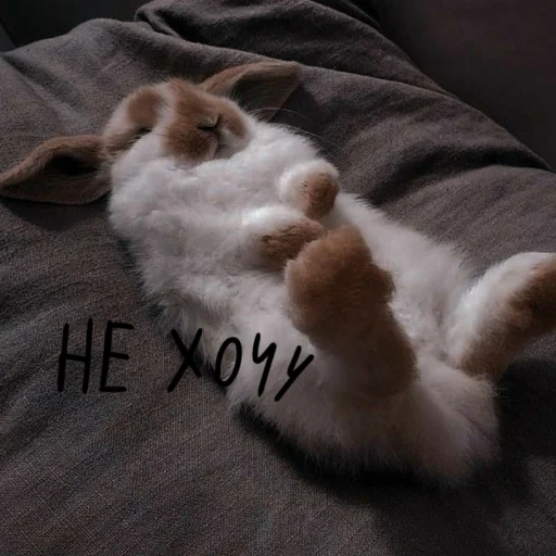 🐰 Стикер «Зайчики на все случаи жизни» для Telegram