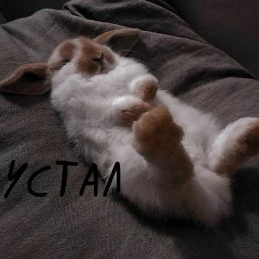 🐰 Стикер «Зайчики на все случаи жизни» для Telegram