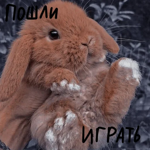 🐰 Стикер «Зайчики на все случаи жизни» для Telegram