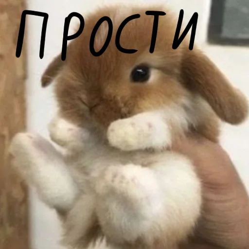 🐰 Стикер «Зайчики на все случаи жизни» для Telegram