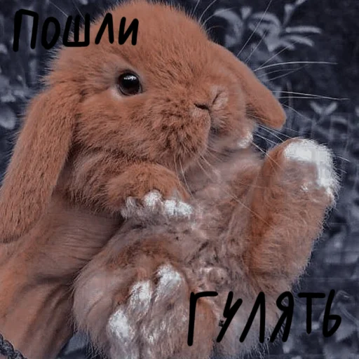 🐰 Стикер «Зайчики на все случаи жизни» для Telegram