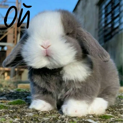 🐰 Стикер «Зайчики на все случаи жизни» для Telegram