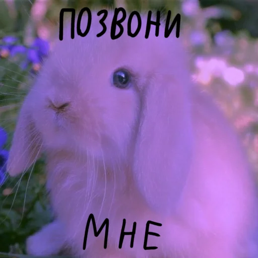🐰 Стикер «Зайчики на все случаи жизни» для Telegram