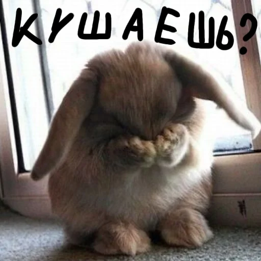 🐰 Стикер «Зайчики на все случаи жизни» для Telegram