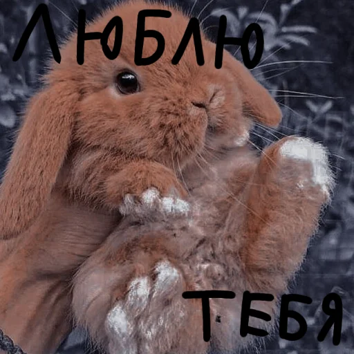 🐰 Стикер «Зайчики на все случаи жизни» для Telegram