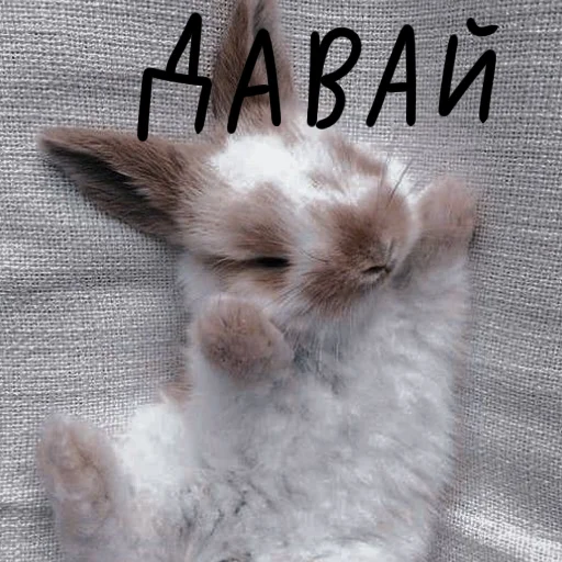 🐰 Стикер «Зайчики на все случаи жизни» для Telegram