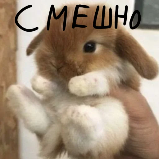 🐰 Стикер «Зайчики на все случаи жизни» для Telegram