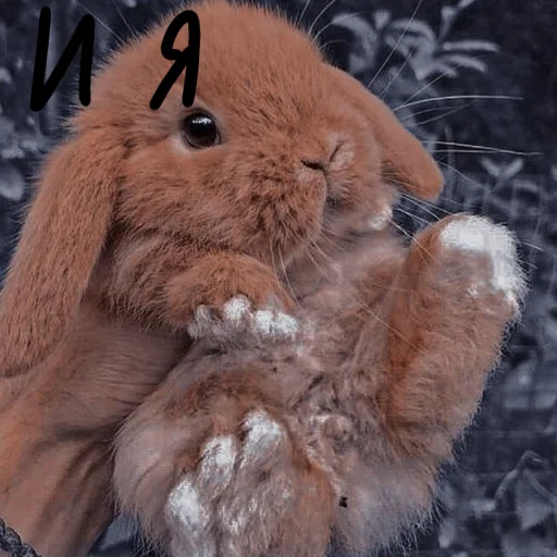 🐰 Стикер «Зайчики на все случаи жизни» для Telegram