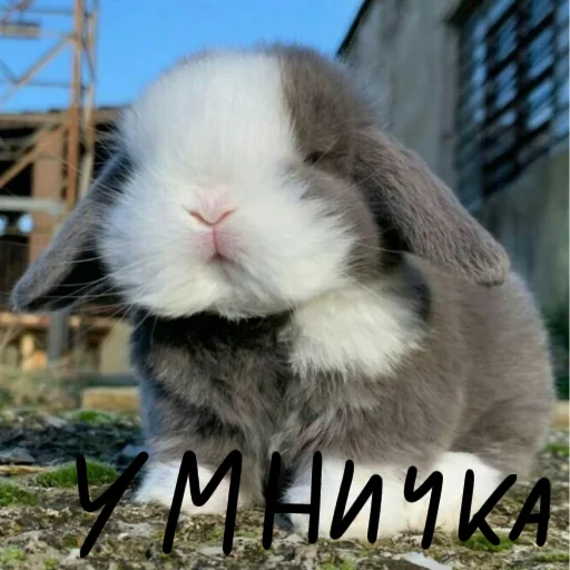 🐰 Стикер «Зайчики на все случаи жизни» для Telegram
