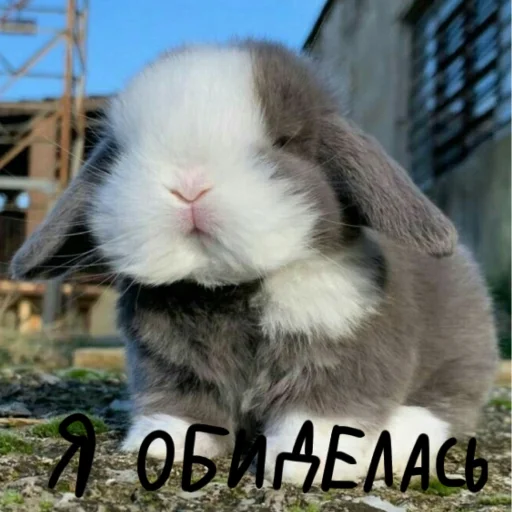 🐰 Стикер «Зайчики на все случаи жизни» для Telegram