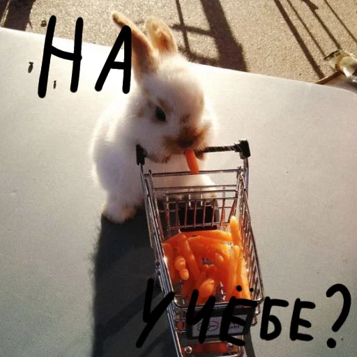 🐰 Стикер «Зайчики на все случаи жизни» для Telegram