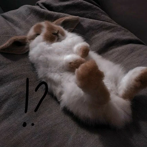 🐰 Стикер «Зайчики на все случаи жизни» для Telegram
