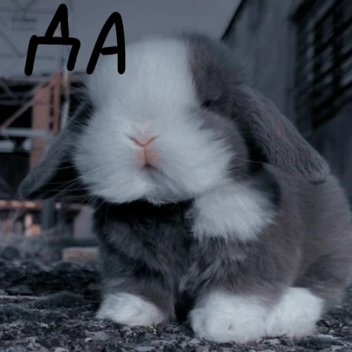 🐰 Стикер «Зайчики на все случаи жизни» для Telegram