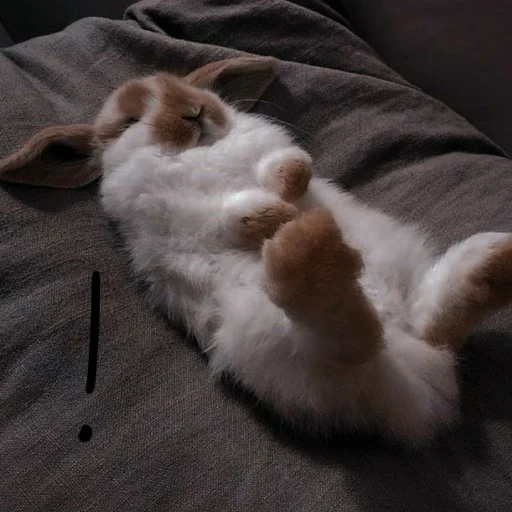 🐰 Стикер «Зайчики на все случаи жизни» для Telegram