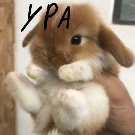 🐰 Стикер «Зайчики на все случаи жизни» для Telegram