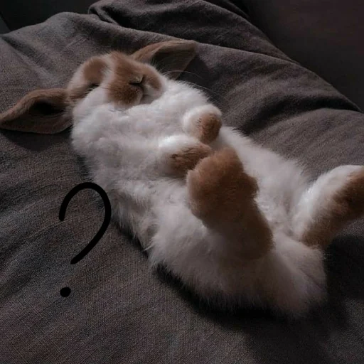 🐰 Стикер «Зайчики на все случаи жизни» для Telegram