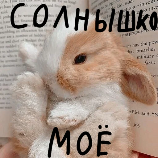 🐰 Стикер «Зайчики на все случаи жизни» для Telegram