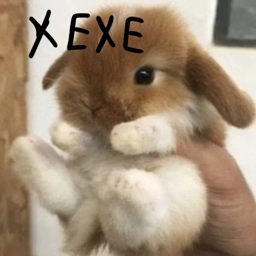 🐰 Стикер «Зайчики на все случаи жизни» для Telegram
