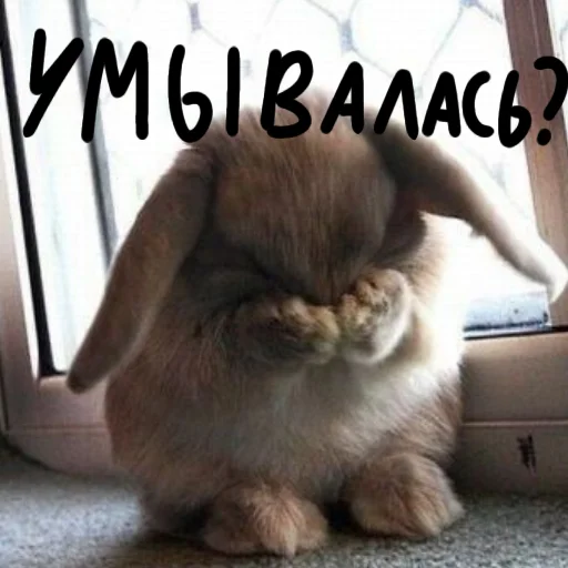 🐰 Стикер «Зайчики на все случаи жизни» для Telegram