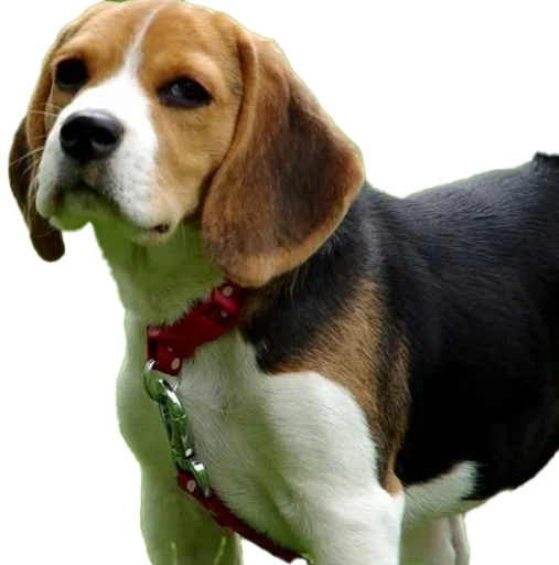 🤨 Стикер «beagle-1» для Telegram