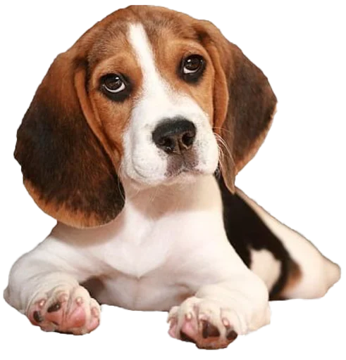 🤔 Стикер «beagle-1» для Telegram