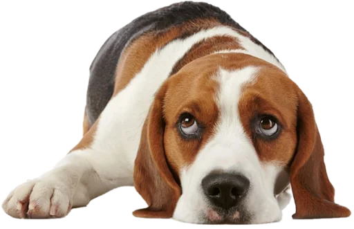 🤐 Стикер «beagle-1» для Telegram