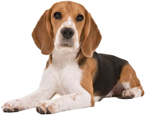 🙄 Стикер «beagle-1» для Telegram
