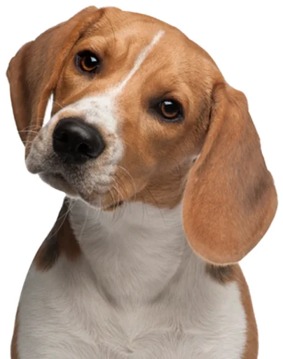 🙃 Стикер «beagle-1» для Telegram
