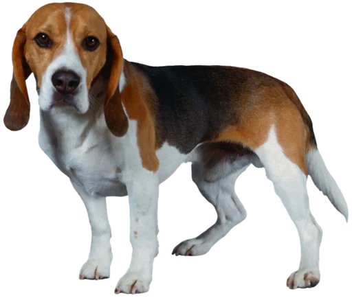 😬 Стикер «beagle-1» для Telegram