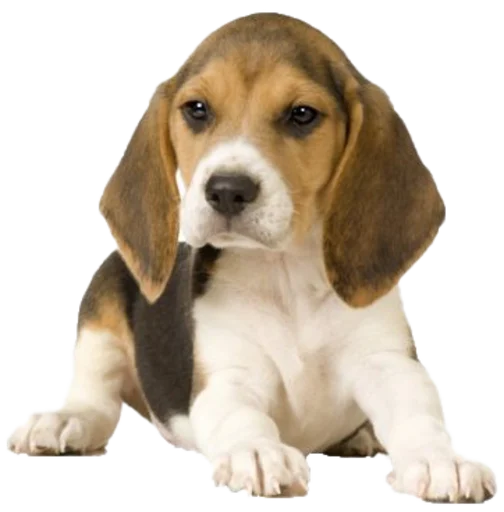 😞 Стикер «beagle-1» для Telegram