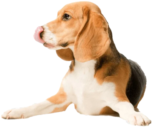 😝 Стикер «beagle-1» для Telegram