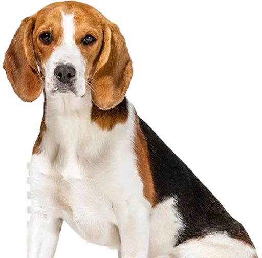 😔 Стикер «beagle-1» для Telegram