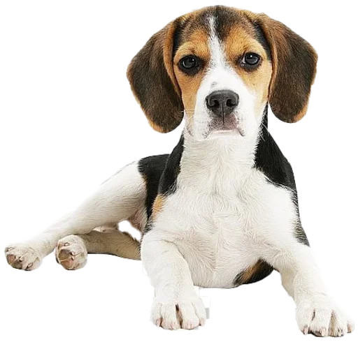 😒 Стикер «beagle-1» для Telegram