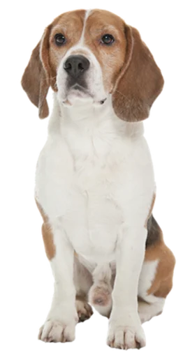 😐 Стикер «beagle-1» для Telegram