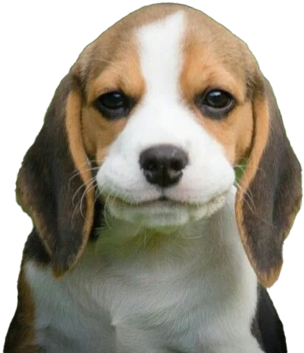 😏 Стикер «beagle-1» для Telegram
