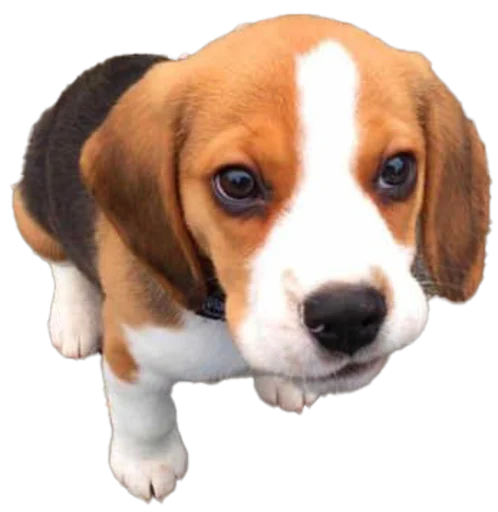 😌 Стикер «beagle-1» для Telegram