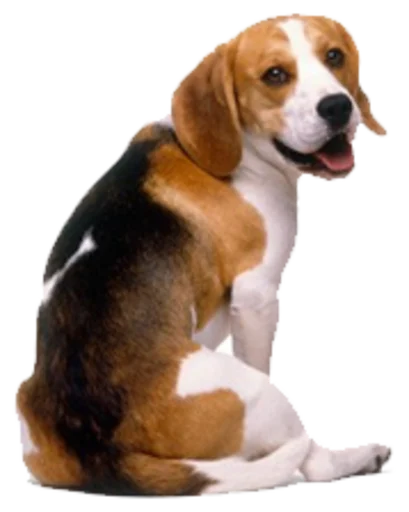 😋 Стикер «beagle-1» для Telegram